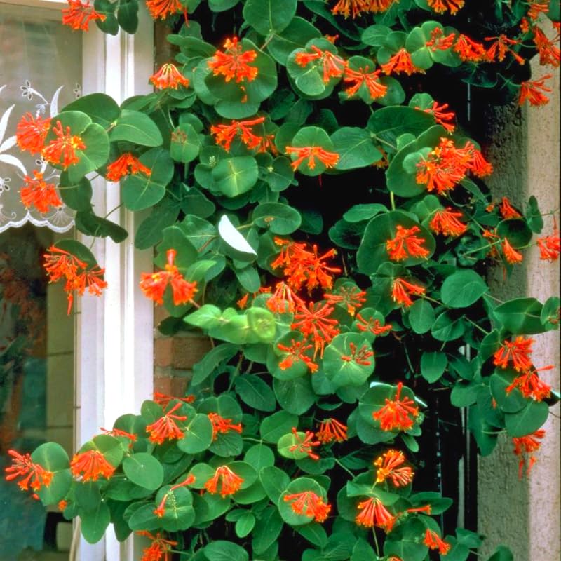 Dropmore Scarlet Honeysuckle Plant Live - Fragrant Climbing Vine with 2.5 Inch Pot | Perfect for Garden Trellis, Fence Covering & Attracting Hummingbirds