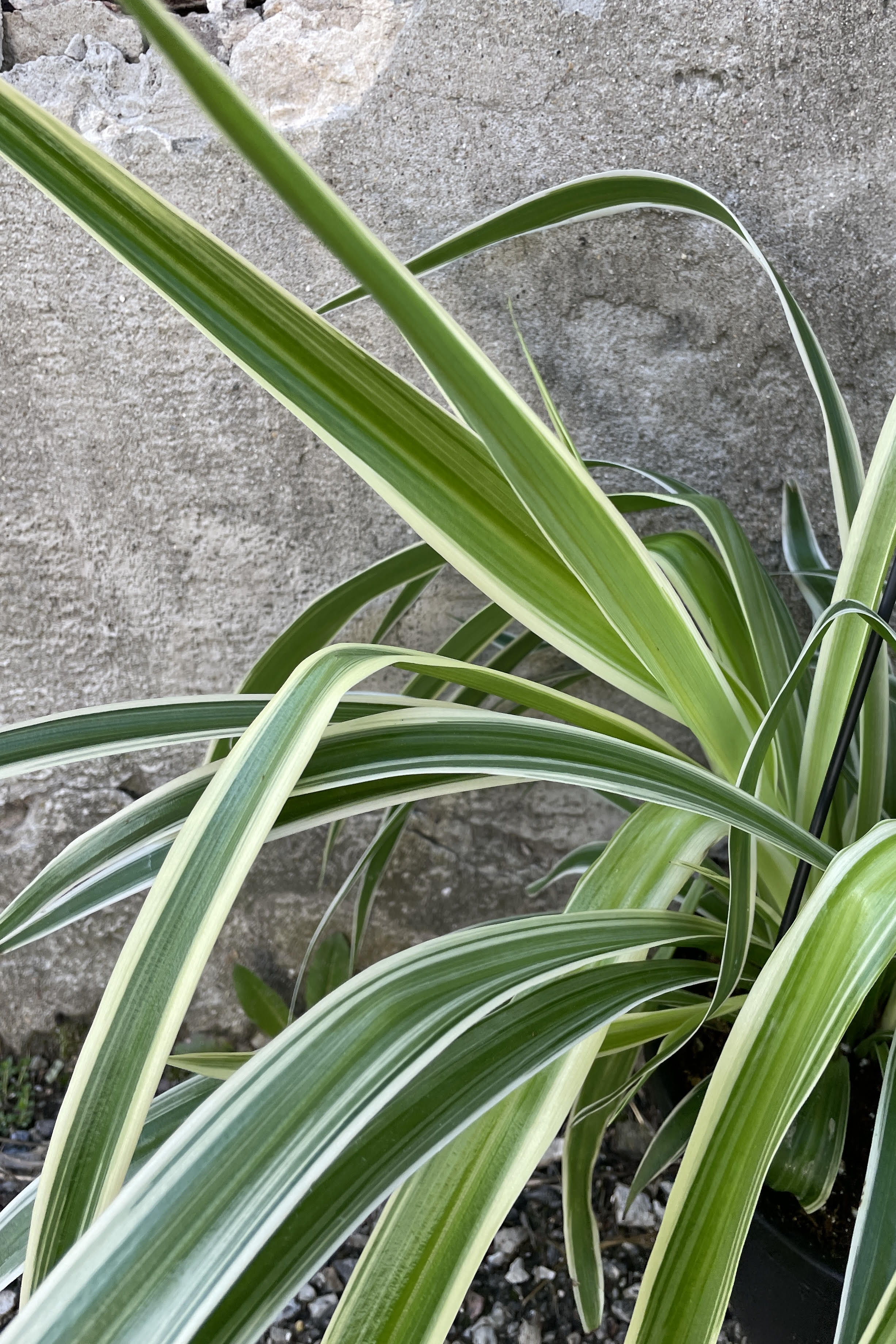 Reverse Variegated Spider Plant (Chlorophytum comosum) - 8