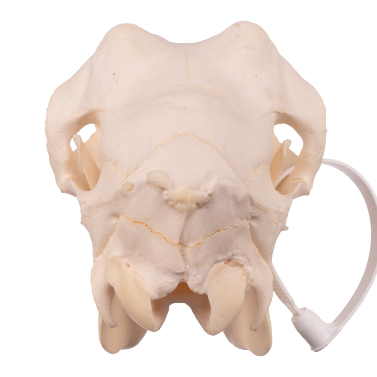 Authentic Domestic Goat Skull - Adolescent Size for Home Decor, Gothic Display & Halloween Props | Natural Bone Specimen for Taxidermy, Oddity Collectors & Dark Aesthetic