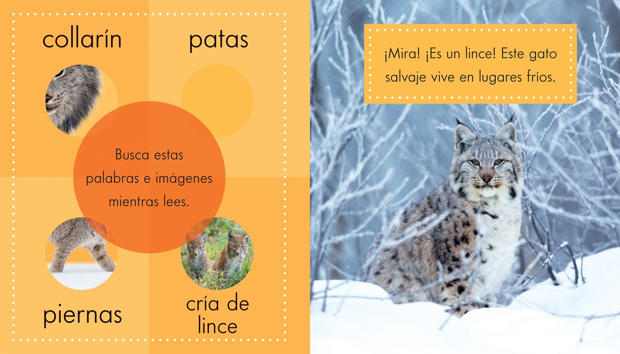 Los Linces - Premium Quality Lince Products for Home & Office | Perfect for Gifting, Decor, and Everyday Use