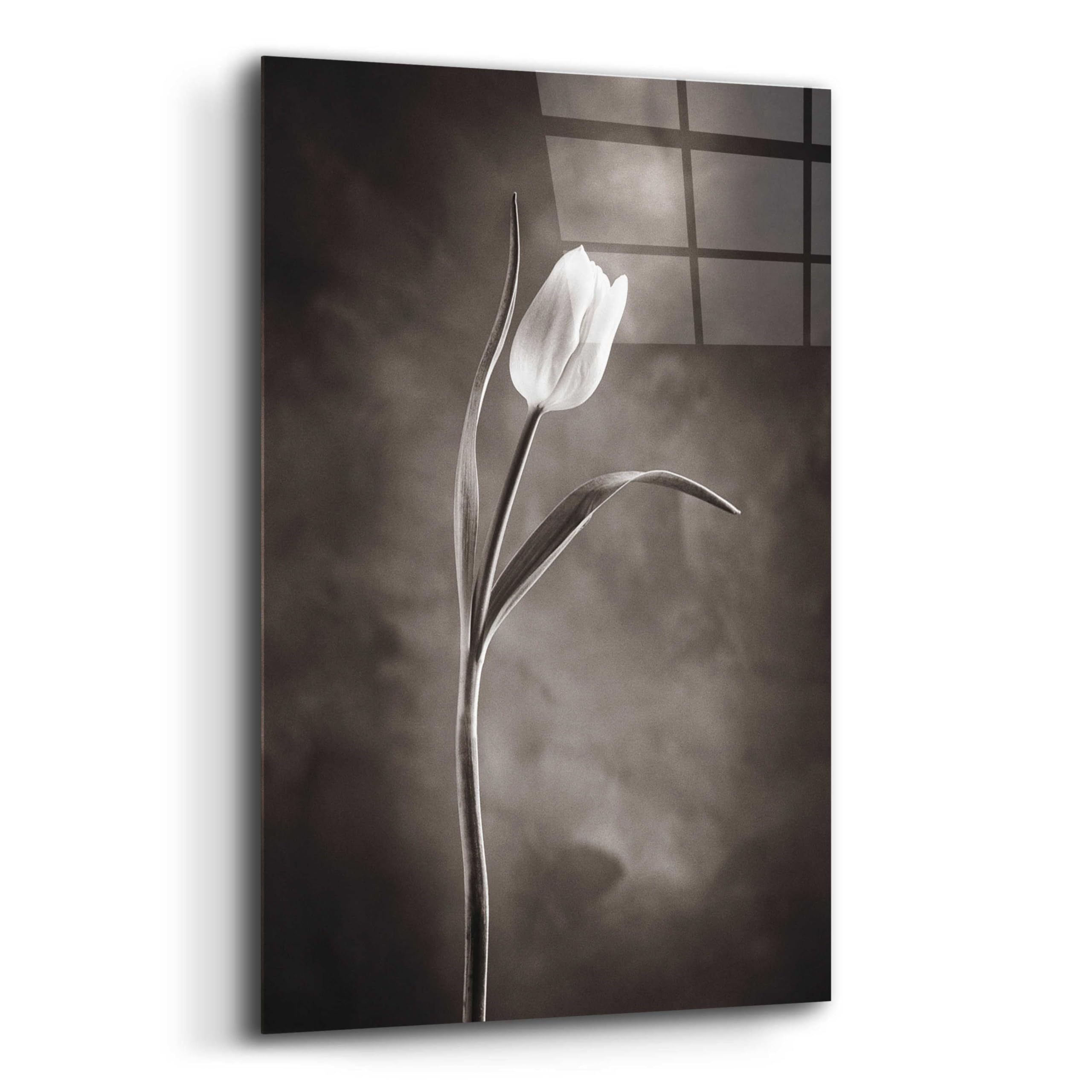 Two Tone Tulips I Acrylic Glass Wall Art by Debra Van Swearingen - 16x24 Inches Modern Floral Painting for Living Room, Bedroom & Office Decor