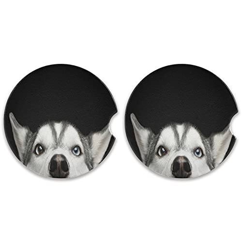 Siberian Husky Dog