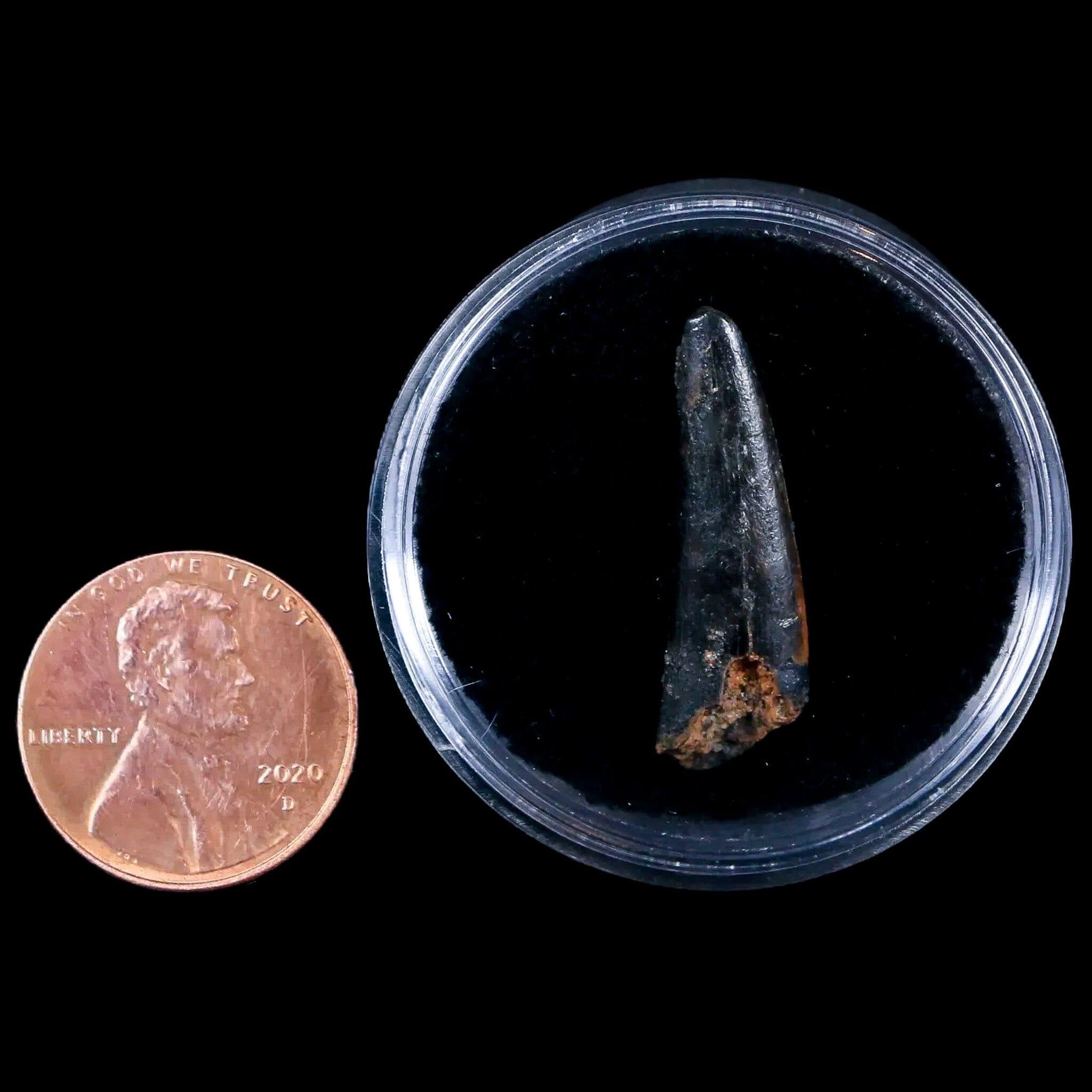 Authentic Pterosaur Coloborhynchus Fossil Tooth - Upper Cretaceous Era - Morocco - Includes COA & Display Case - Perfect for Collectors, Paleontology Enthusiasts, and Home Decor