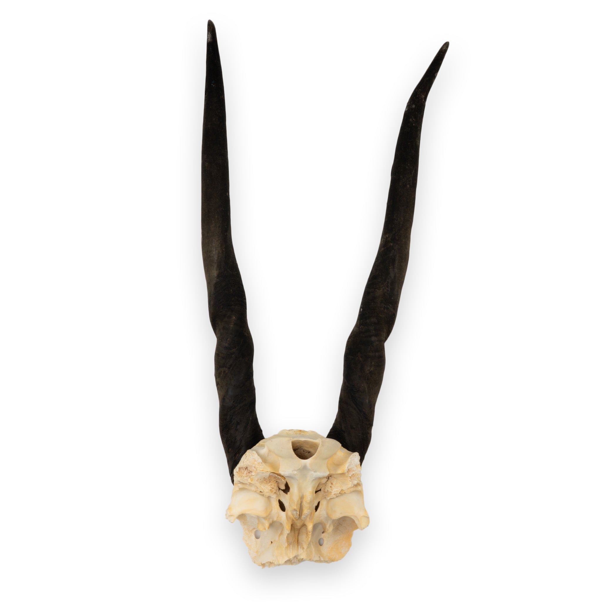 Real Eland Skull Plate - Authentic African Taxidermy Decor for Hunting Lodge, Cabin & Man Cave - Unique Wall Mount Trophy for Rustic Home Decor