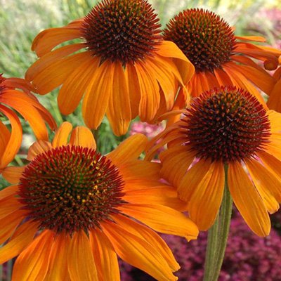 Premium Tiki Torch Coneflower Seeds for Vibrant Summer Blooms - Perfect for Garden Borders, Landscaping & Pollinator Gardens