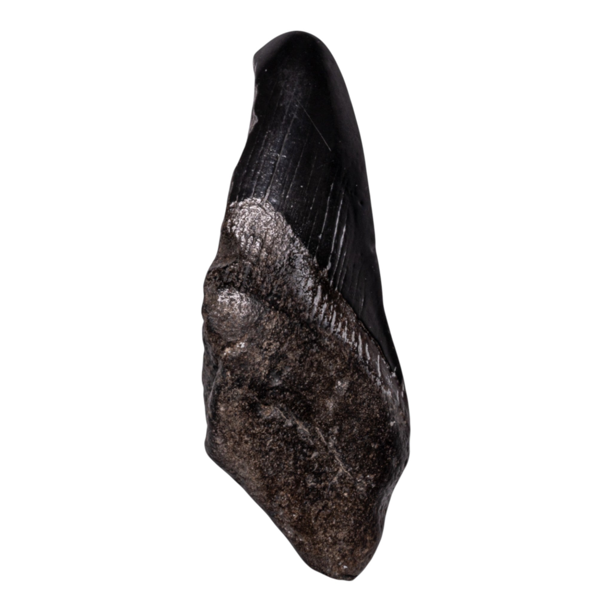 Authentic Megalodon Shark Tooth Fossil - Genuine Half Tooth for Collectors, Jewelry Making & Home Decor - Perfect for Display Cases, Gifts & Paleontology Enthusiasts