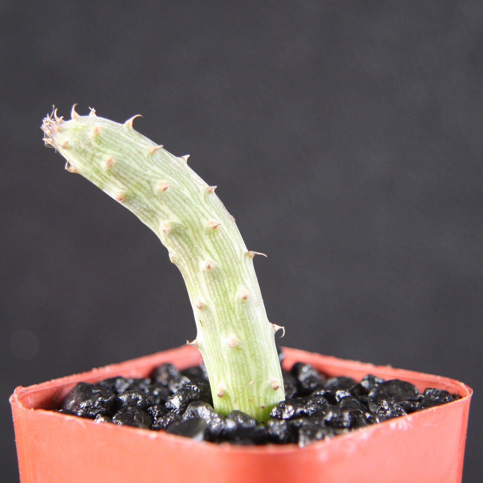 Rare Senecio Pendulus Hanging Basket Succulent Plant - 2