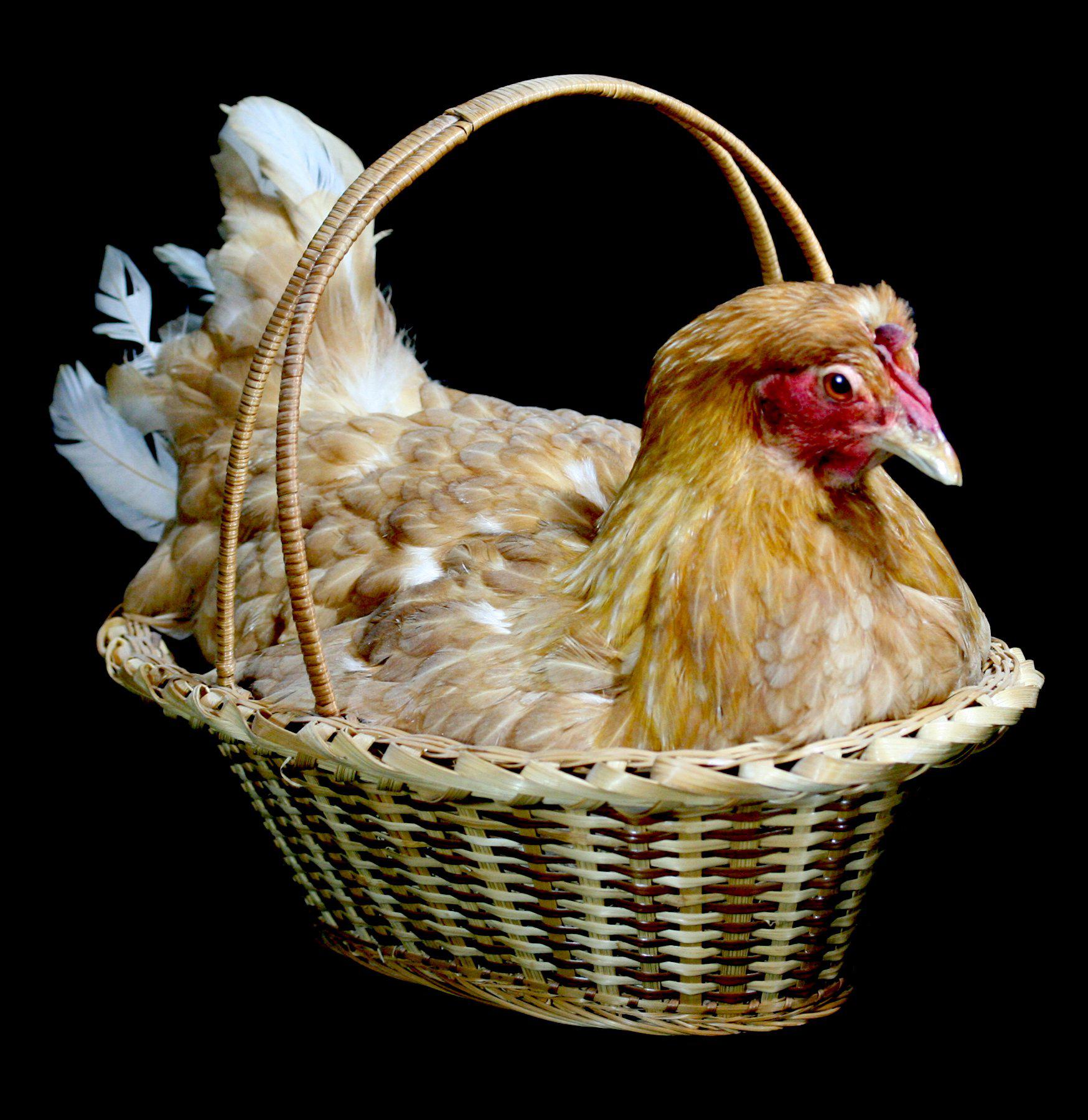 Natural Reed Basket with Chicken Taxidermy - Unique Home Decor for Rustic Farmhouse & Hunting Lodge Style