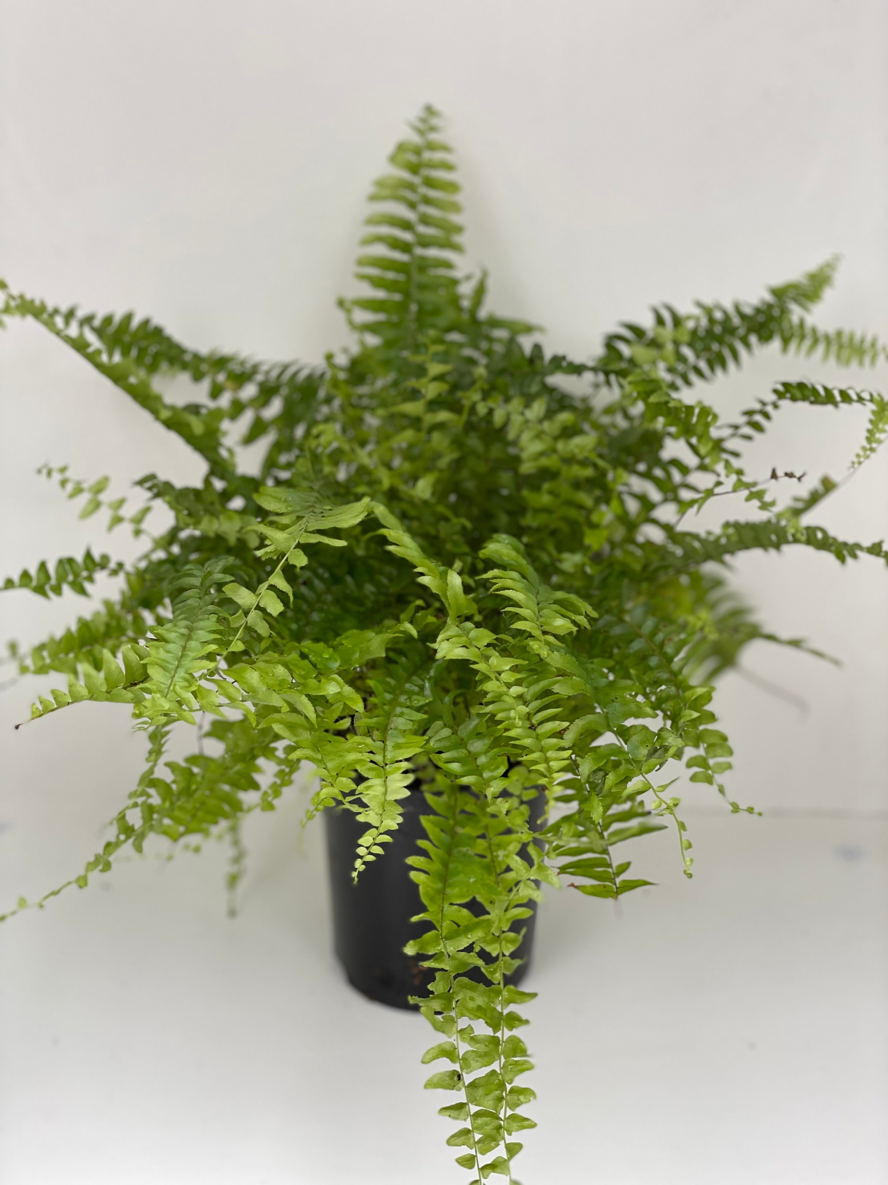 Nephrolepis 'Blue Bell' Fern - Lush Indoor House Plant for Home Decor, Office & Garden | Perfect for Hanging Baskets, Terrariums & Low Light Spaces