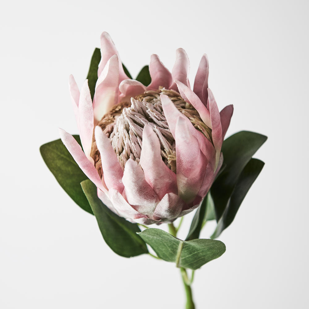King Protea (Light Pink) - Exotic Floral Arrangement for Weddings, Home Decor & Special Events | Fresh Cut Flowers for Bouquets & Centerpieces