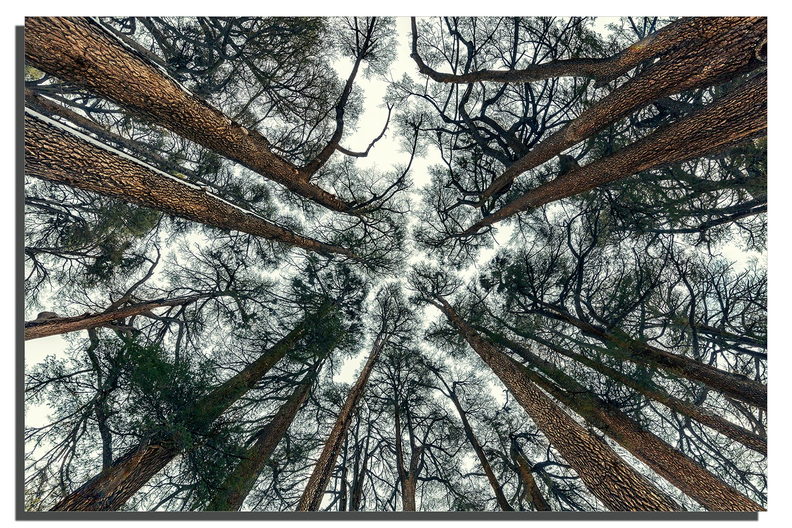 18x12 Inches Cedar Trees Wall Art - Metal Print Abstract Forest Landscape for Home & Office Decor | Perfect for Living Room, Bedroom, or Office Wall Decor