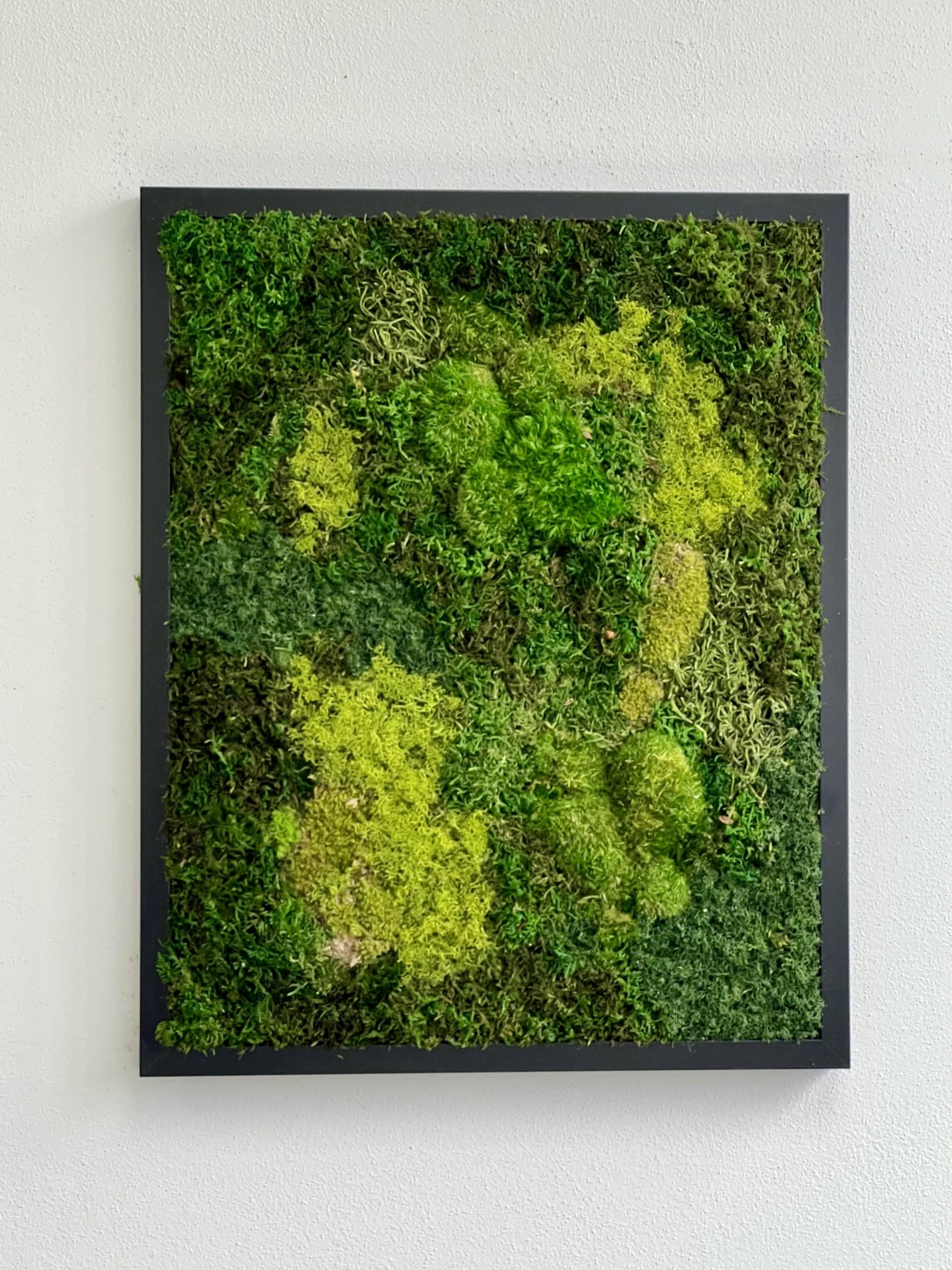 Preserved Live Moss Wall Art Framed in Natural Wood - 17