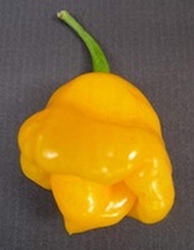 Trinidad Perfume Pepper Seeds - 50 Count - Smoky Flavor, High Yield & Fragrant - Perfect for Home Gardening, Cooking & Spice Blends