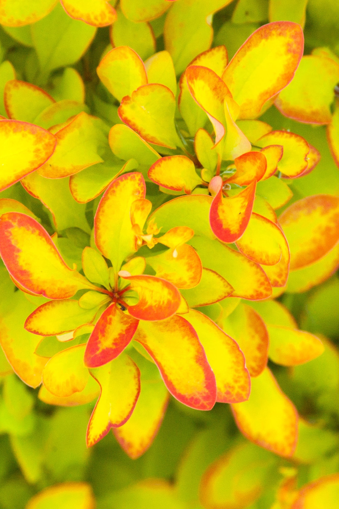 Limoncello Japanese Barberry (Berberis thunbergii) #2 - Vibrant Yellow Hedge Plant for Landscaping & Garden Borders