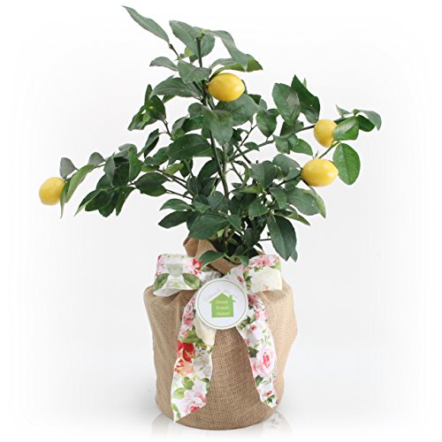 HOUSEWARMING FLORAL
