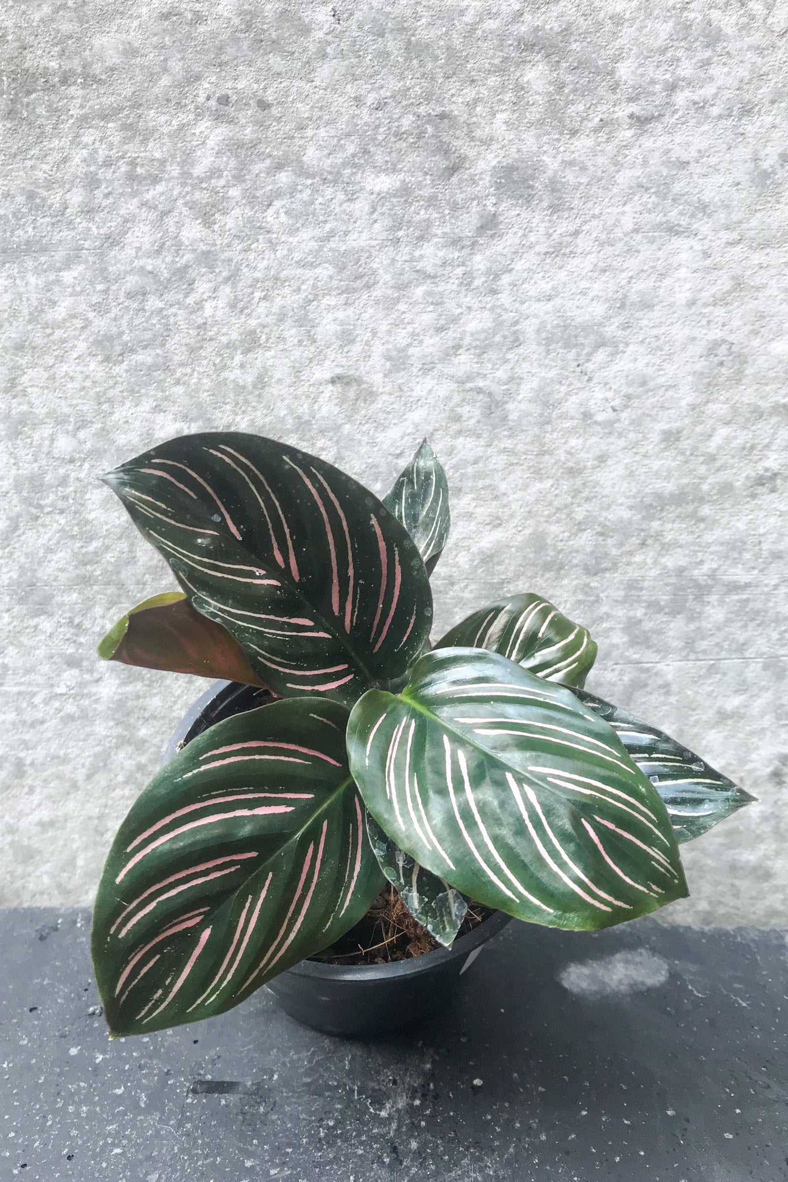 Calathea Ornata 4 Inch Potted Plant - Beautiful Pink Striped Prayer Plant for Home & Office Decor | Perfect for Living Rooms, Bedrooms, and Indoor Spaces