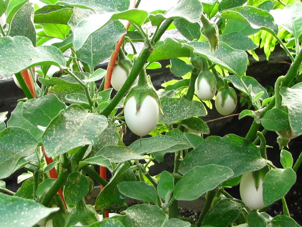 30 Easter Egg Plant Seeds (Solanum Ovigerum) - Ornamental Eggplant for Home Garden, Easter Decor & Unique Gifts - Perfect for Indoor Pots, Outdoor Planting & Holiday Displays