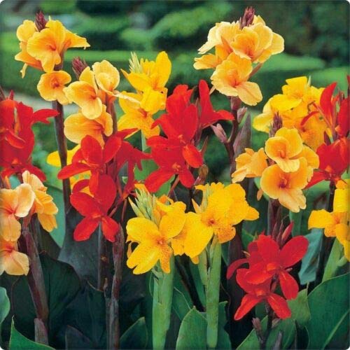 Exotic Canna Lily Mix Seeds - 50 Tropical Flowering Pond Ginger Lilies Bulbs for Garden, Pond & Landscaping | Perfect for Water Gardens, Borders & Containers