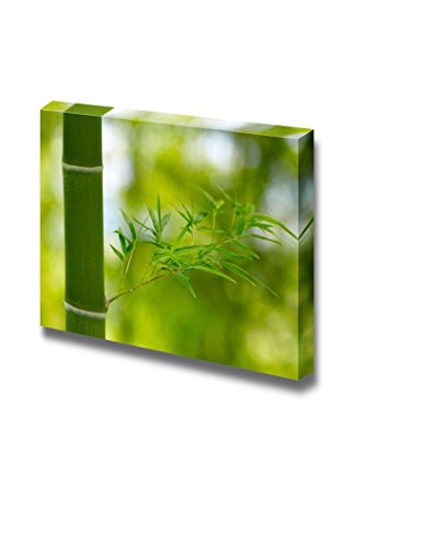Bamboo