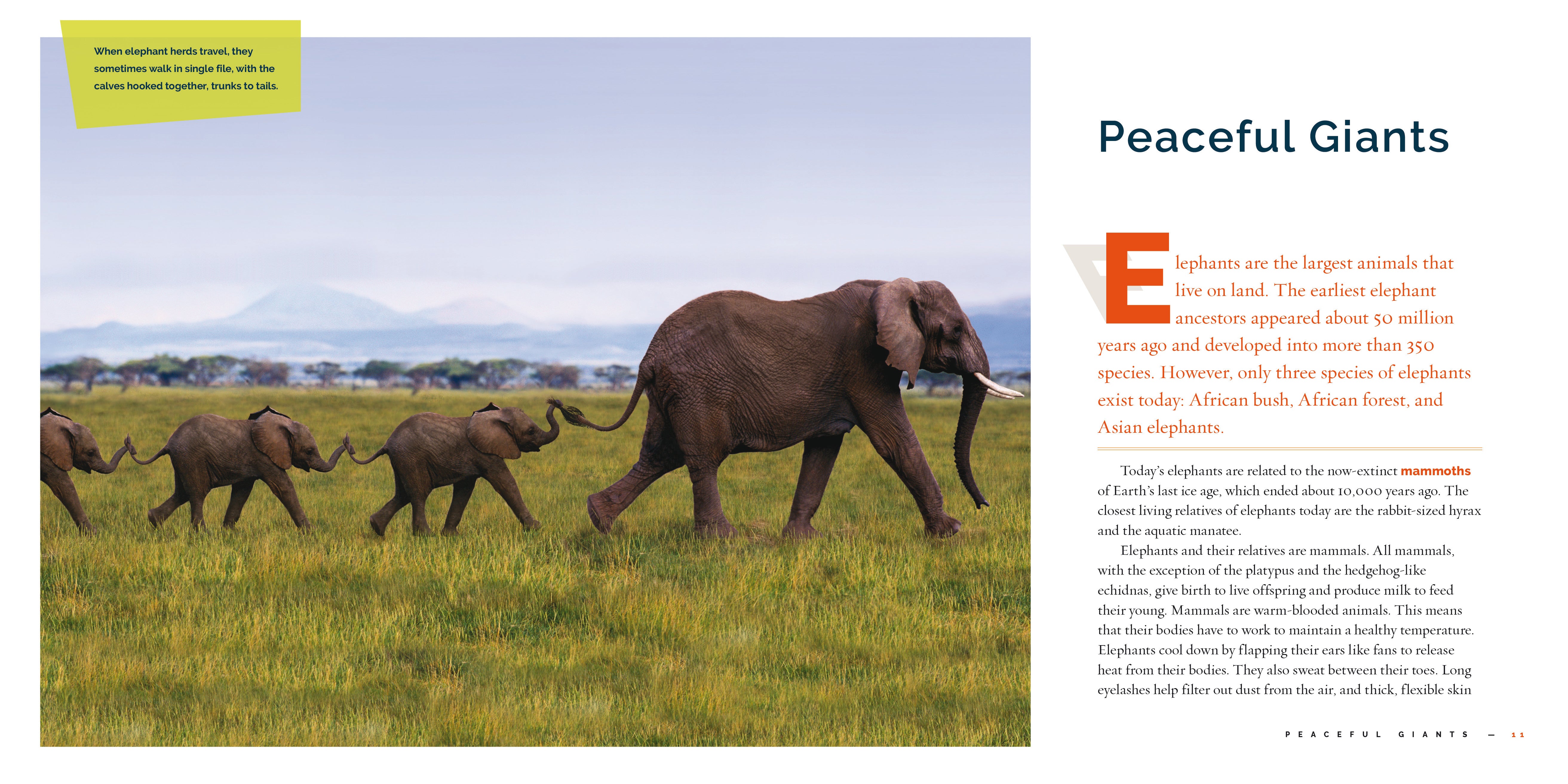 Elephants Book 9781640265257 - Wildlife Education & Nature Exploration for Kids & Adults | Perfect for School Projects, Animal Lovers & Home Libraries