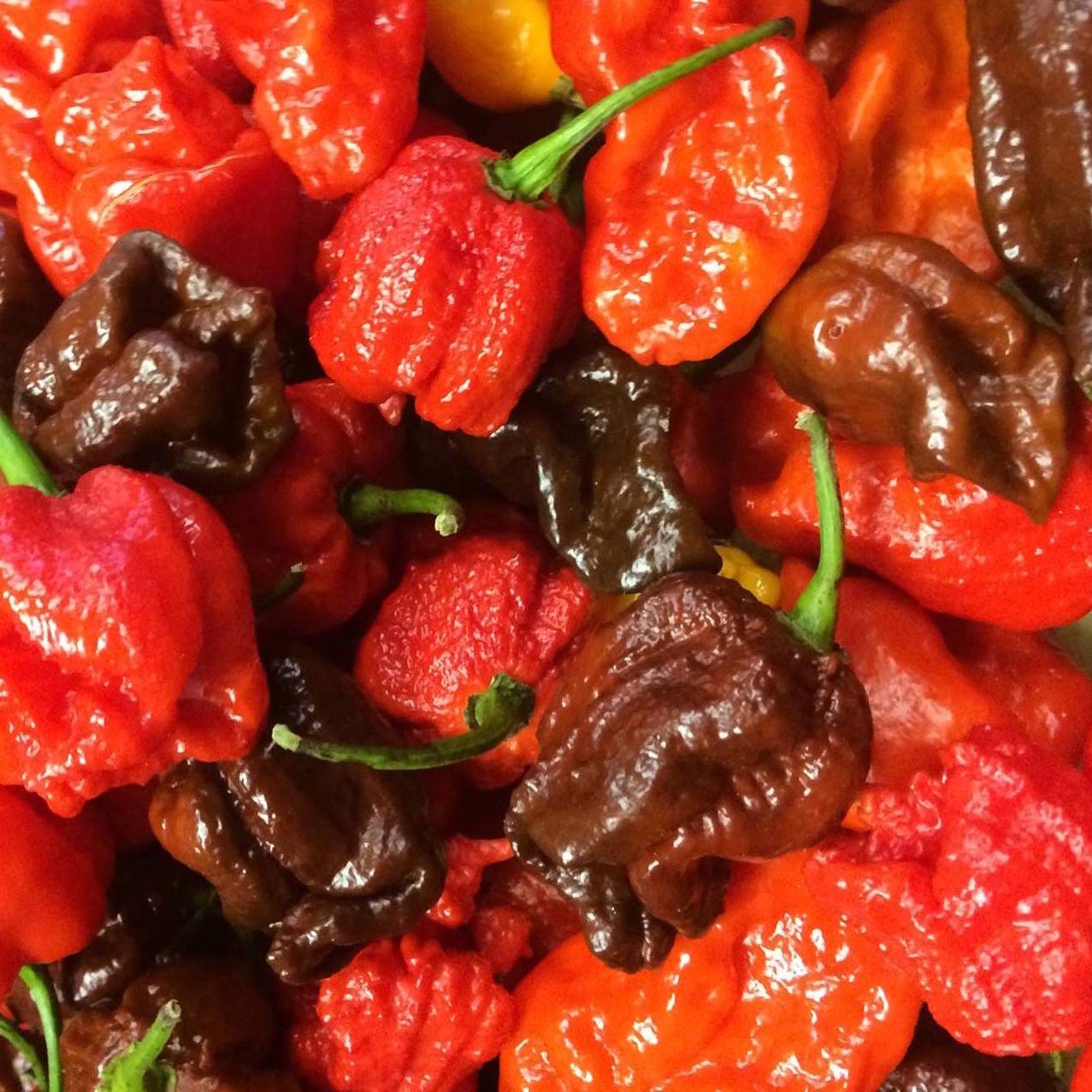 Sixth Day Snacks Carolina Reaper XXX Hot Salsa 16oz - Gluten Free, Vegan, Low Sodium Salsa with Fresh Ingredients - Perfect for Tacos, Nachos, Chips & Spicy Food Lovers