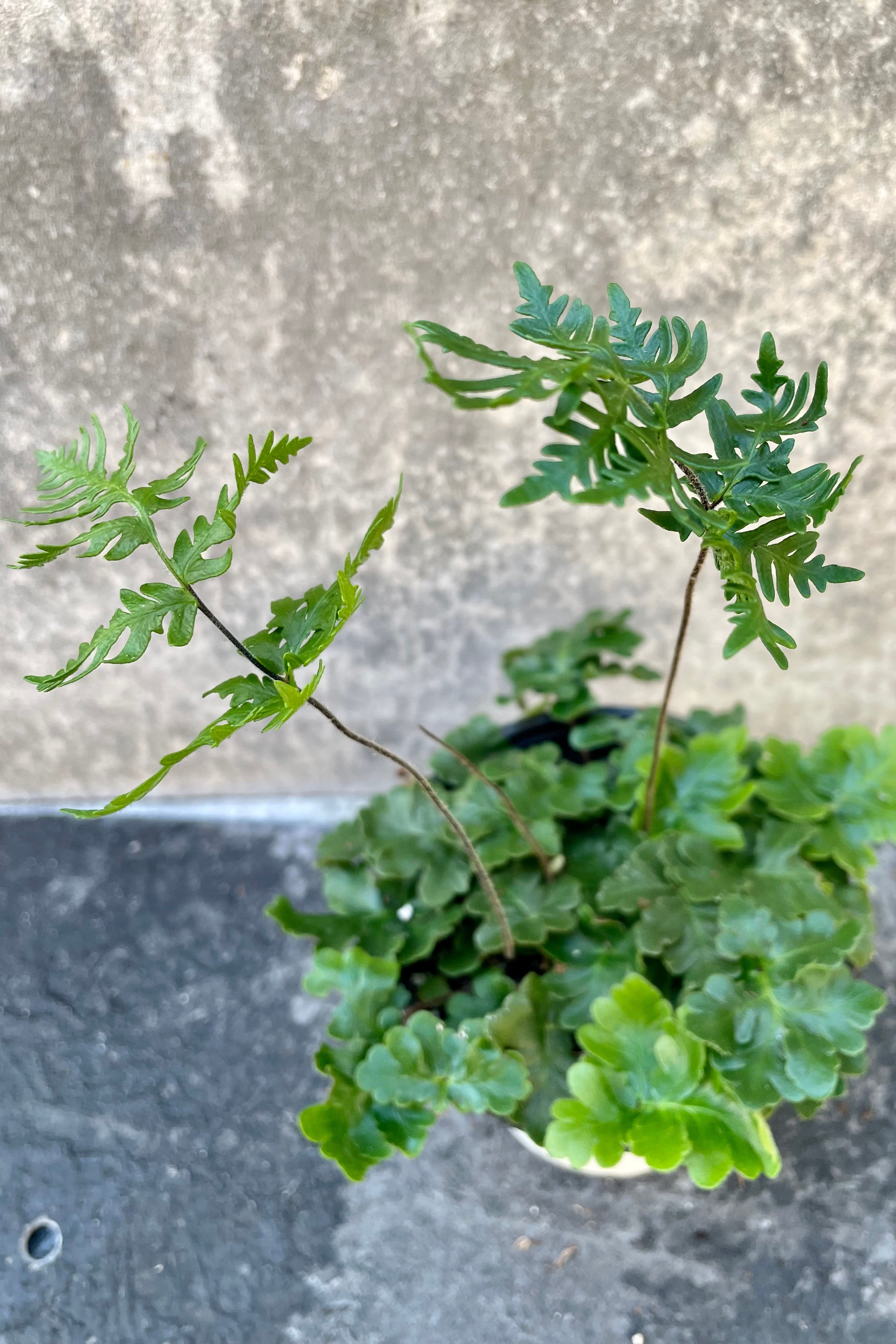 Doryopteris Cordata 