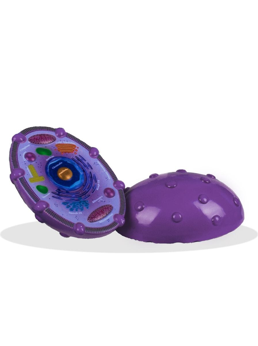Animal Cell Model - 3D Biology Science Kit for Students & Teachers | Hands-On Learning Tool for Classroom & Homeschool Education