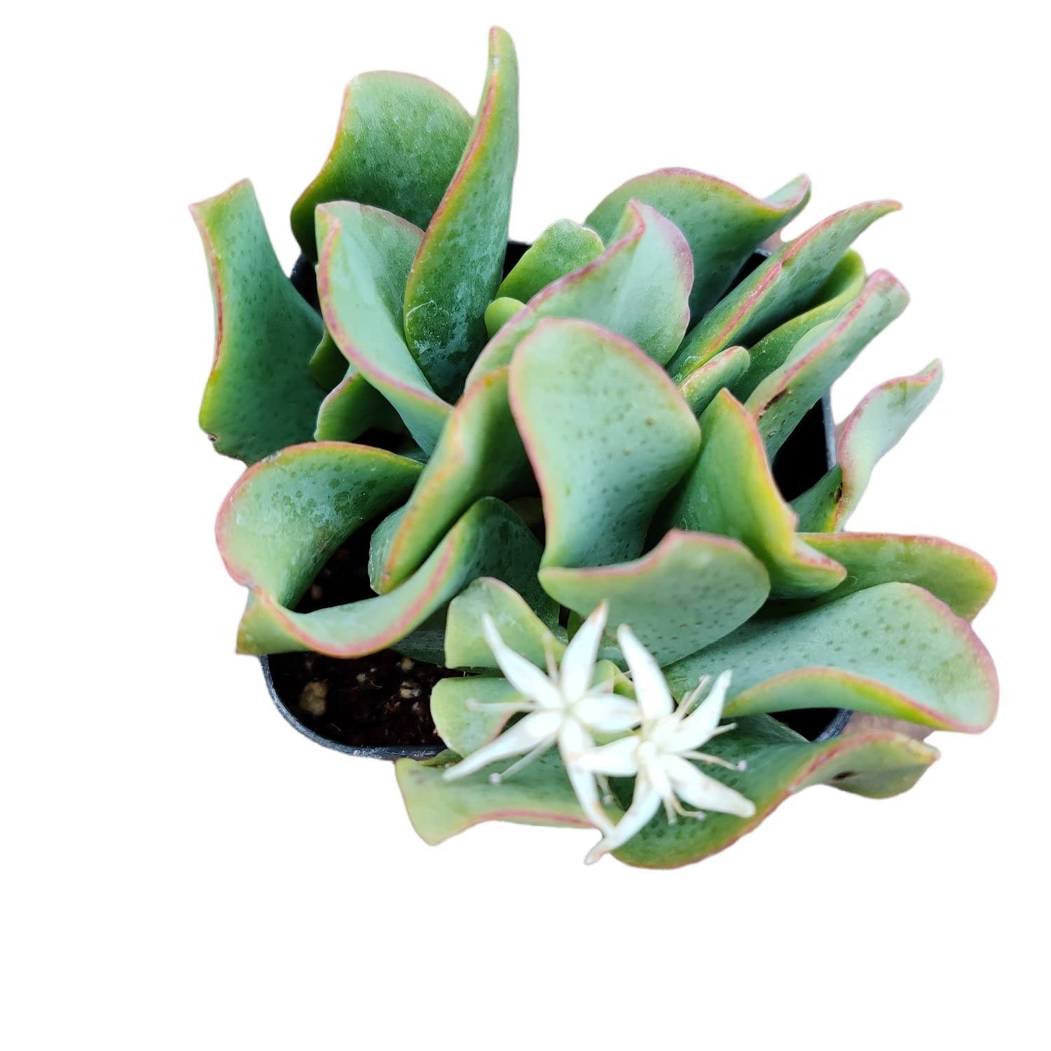 Live Succulent Plants (2