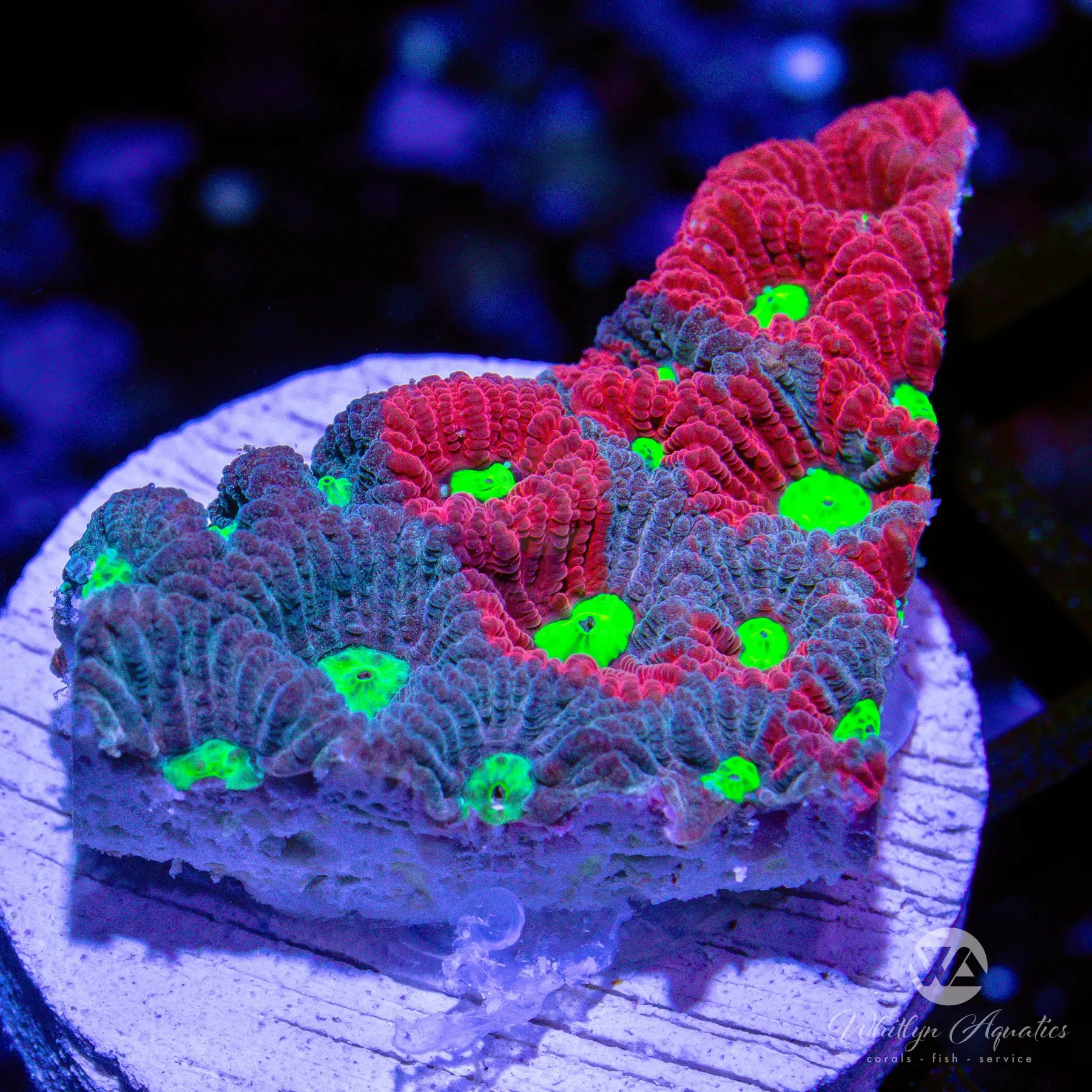 B23 War Coral Favia Live Coral for Saltwater Aquarium - WYSIWYG Frag for Reef Tank, Perfect for Coral Propagation and Marine Aquascaping