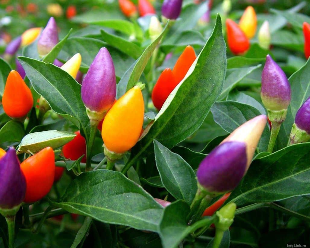 Non-GMO Mini Ornamental Pepper Seeds Mix - Indoor Decorative Vegetable Planting for Home Garden, Kitchen Herb Pots & DIY Gifts