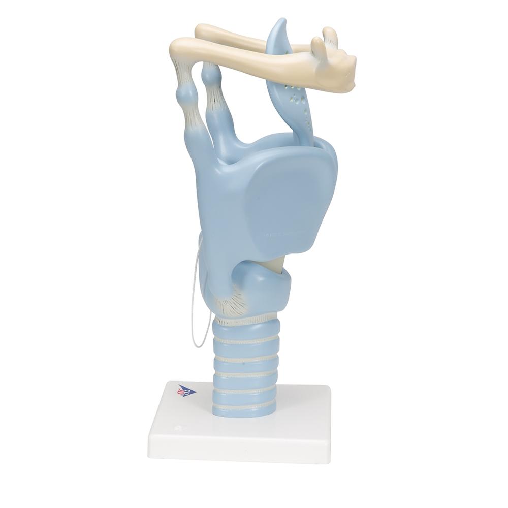 3X Enlarged Functional Larynx Anatomy Model - Human Voice Box Medical Teaching Tool for Doctors, Students & Speech Therapists | Perfect for Classroom Demonstrations & Clinical Training