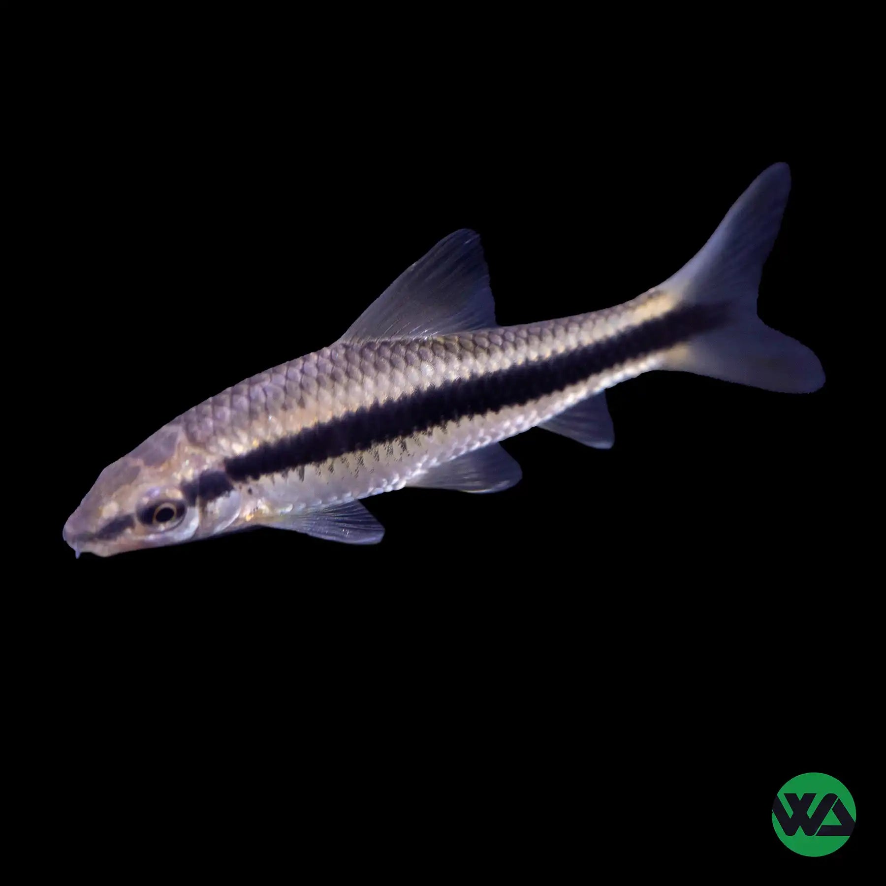 Siamese Algae Eater Fish (Crossocheilus Oblongus) - Freshwater Aquarium Cleaner for Algae Control in Fish Tanks
