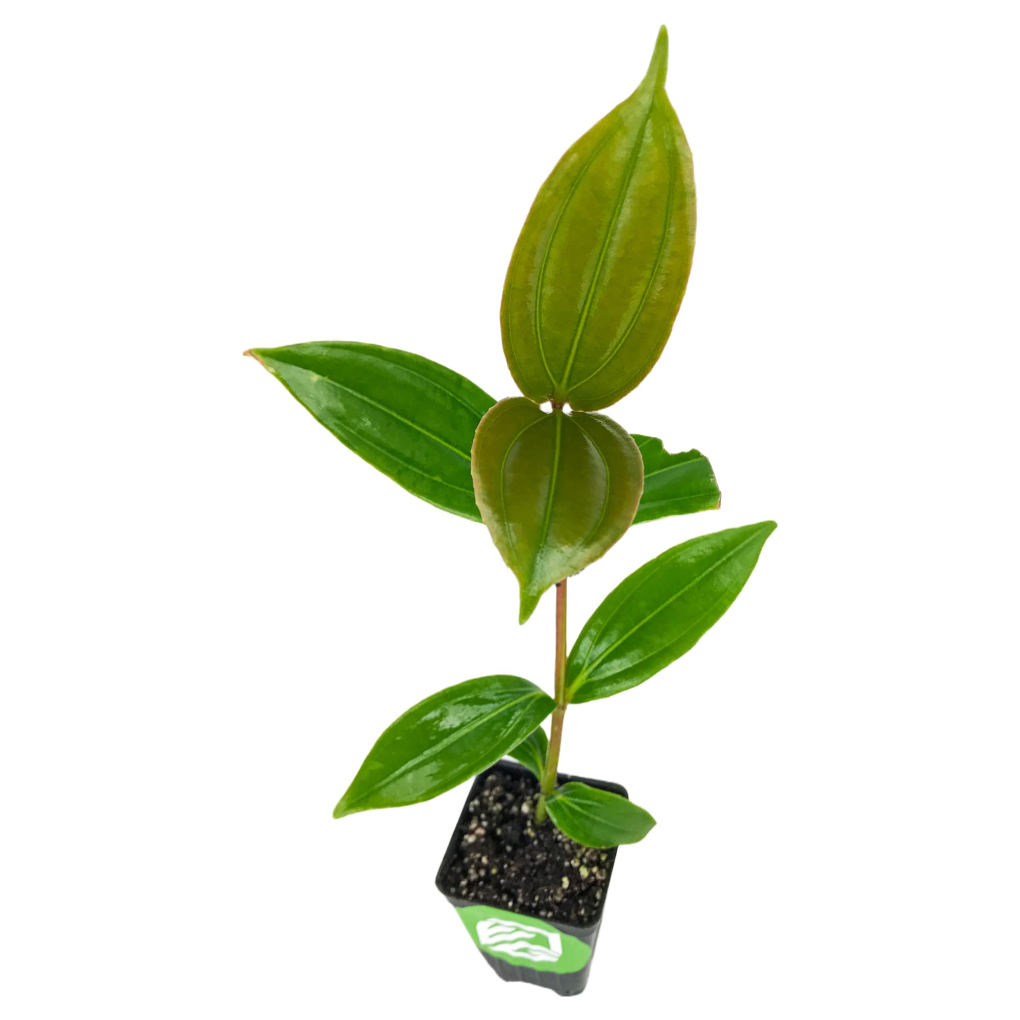 Medinilla Myriantha Live Orchid Plant - Malaysian Flowering Plant for Indoor & Outdoor Gardens | Vibrant Blooms, Easy Care Starter Plant by Wellspring Gardens | Perfect for Home Decor, Office Spaces & Tropical Garden Landscaping