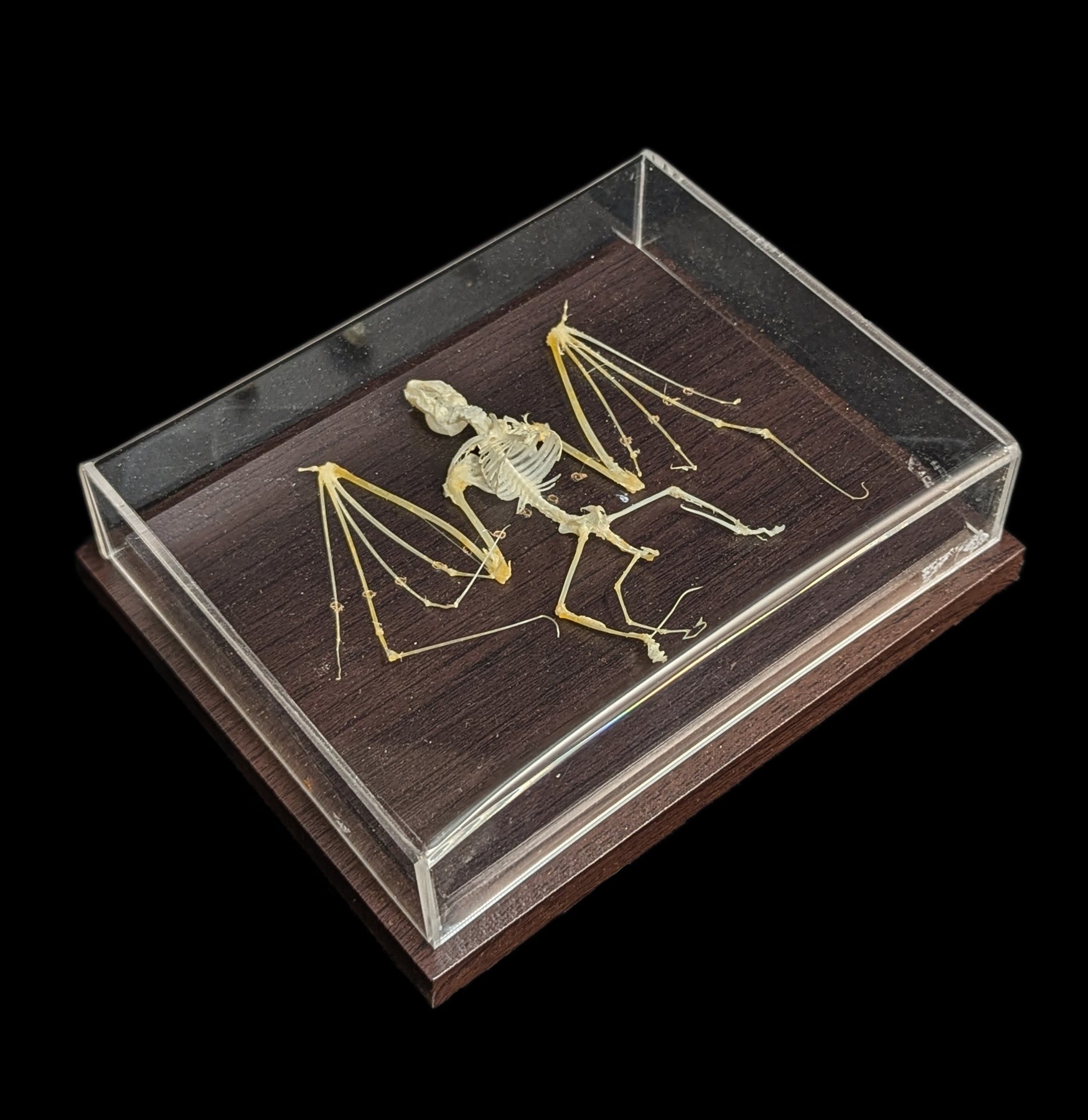Realistic Articulated Bat Skeleton - Halloween Decor, Science Classroom Display & Gothic Home Decor - Perfect for Halloween Party, Biology Education & Spooky Room Decor