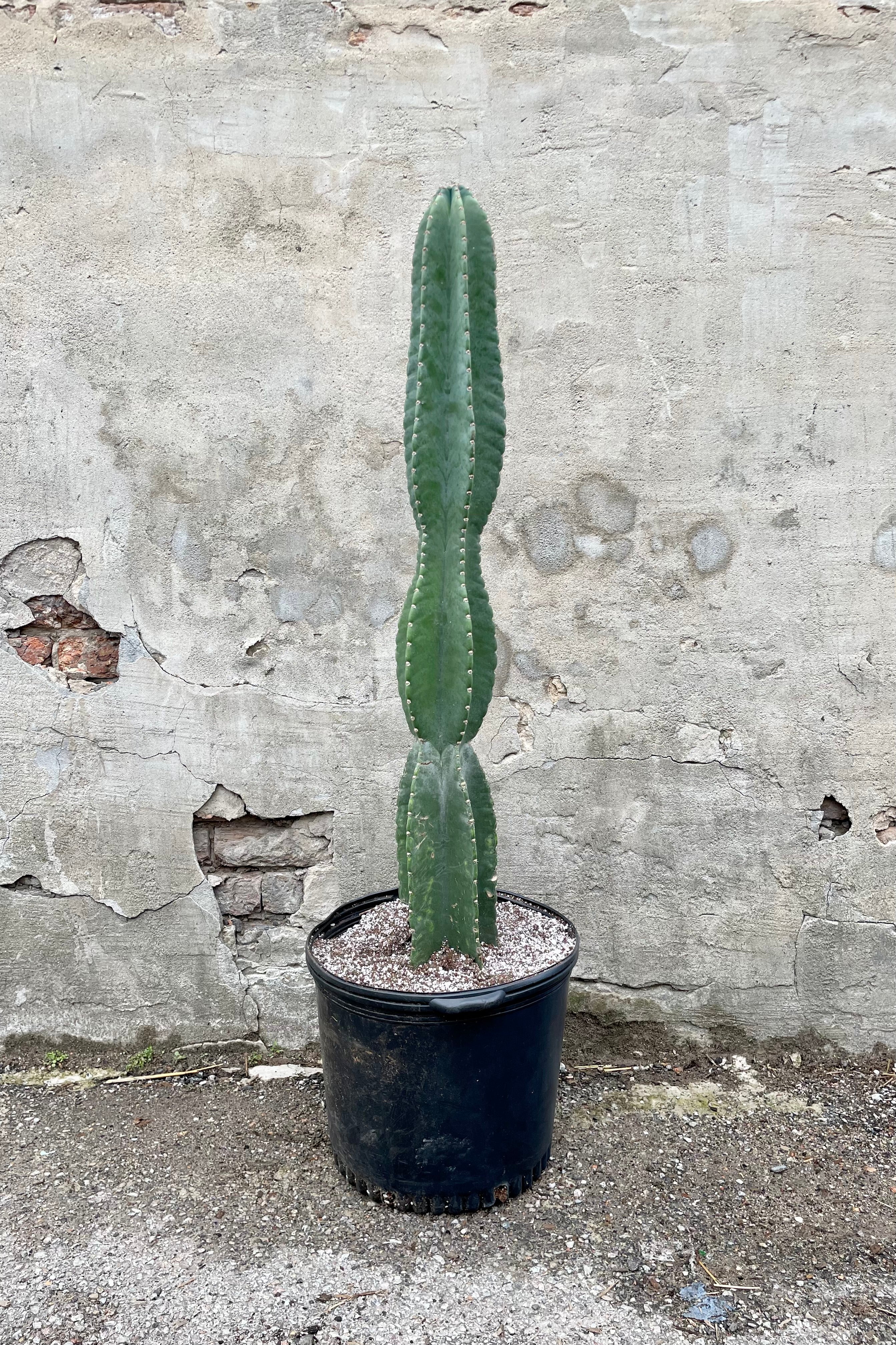 Buy Cereus Peruvianus Cactus - 14 Inch Tall Live Plant for Home & Garden Decor | Perfect for Indoor Succulent Arrangements & Outdoor Landscaping