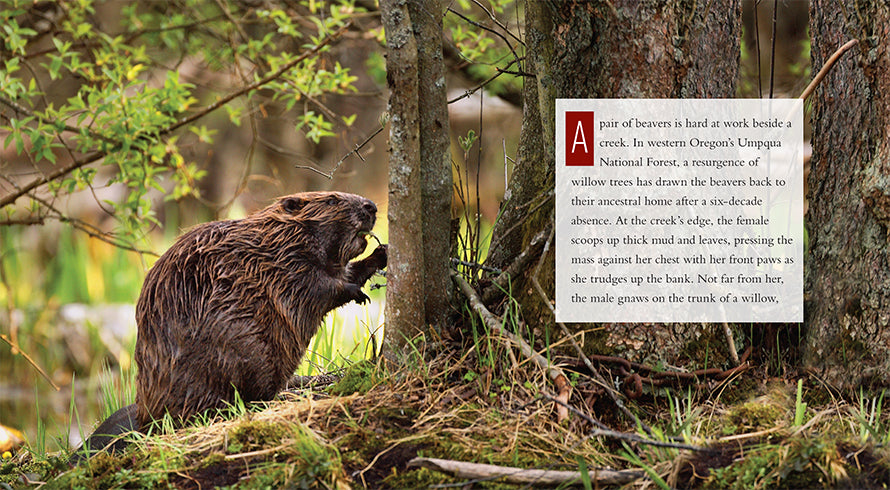 Beavers Book: 978-1-60818-414-9 - Wildlife Education & Nature Exploration for Kids & Adults - Perfect for Classroom Learning & Outdoor Adventure Enthusiasts