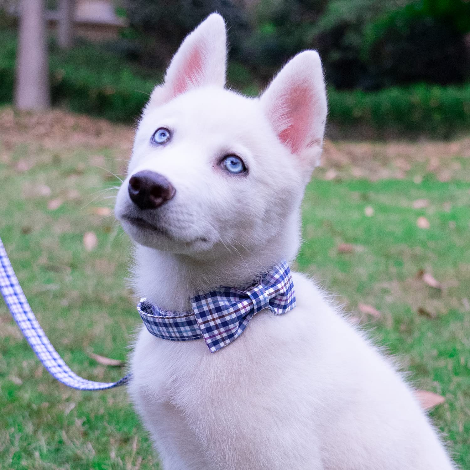 Elegant Plaid Dog Collar with Bow Tie - Soft Comfy Cotton Adjustable Pet Collar for Small Medium Large Dogs & Cats - Premium Metal Buckle for Outdoor Training, Walking & Running (Blue Grid, Small) - Perfect for Daily Walks, Pet Parties & Photo Shoots
