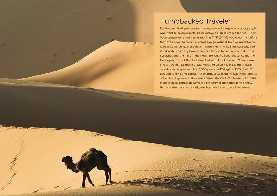 Desert Food Chain - Educational Ecosystem Model for Kids | Science Classroom Learning & Homeschool Activities