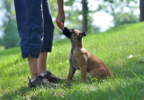 Best Dog Training Treats for Obedience & Behavior - High-Reward Food for Puppy & Adult Dogs - Perfect for Home, Park & Professional Training Sessions