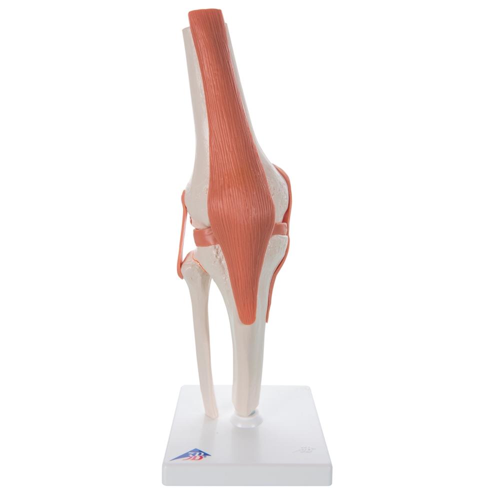 Functional Knee Joint Model - Anatomical Medical Teaching Aid for Students & Professionals | Ideal for Classroom, Lab & Home Study