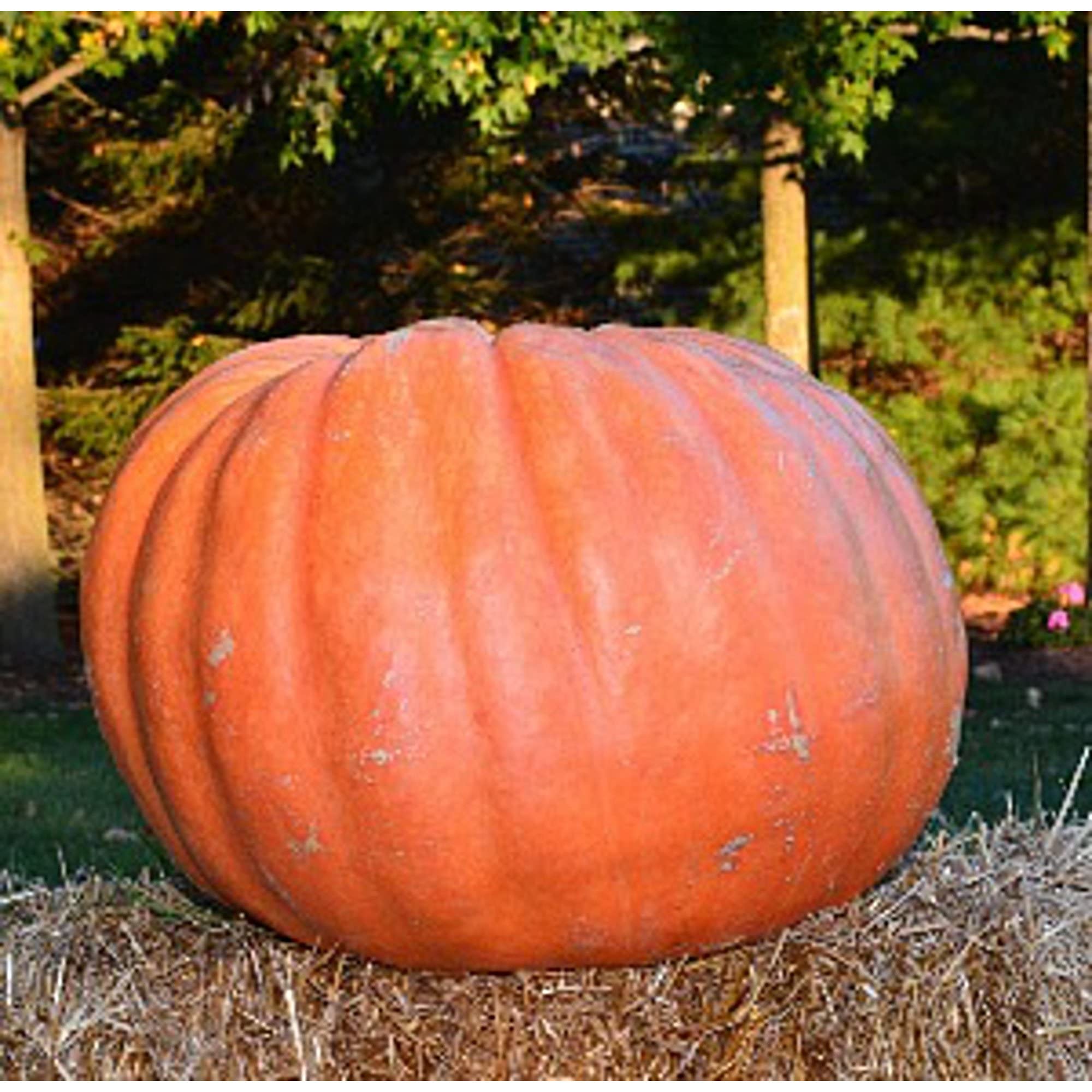 Giant Pumpkin Seeds for Planting - Non-GMO, 20+ Seeds - Home Garden, Greenhouse, Outdoor Farming - Perfect for Halloween Decorations & Autumn Harvest