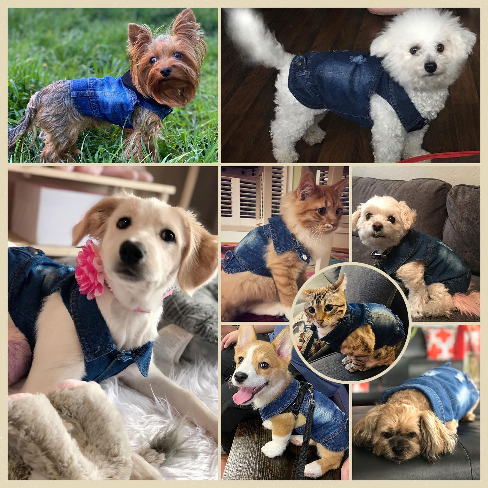 Stylish Blue Denim Dog Jacket - Small Pet Outfits for Small & Medium Dogs & Cats - Puppy Shirts, Doggy Costume Clothing for Shih Tzu, Chihuahua, Yorkie & Teacup Breeds - Perfect for Outdoor Walks, Pet Fashion & Photo Shoots
