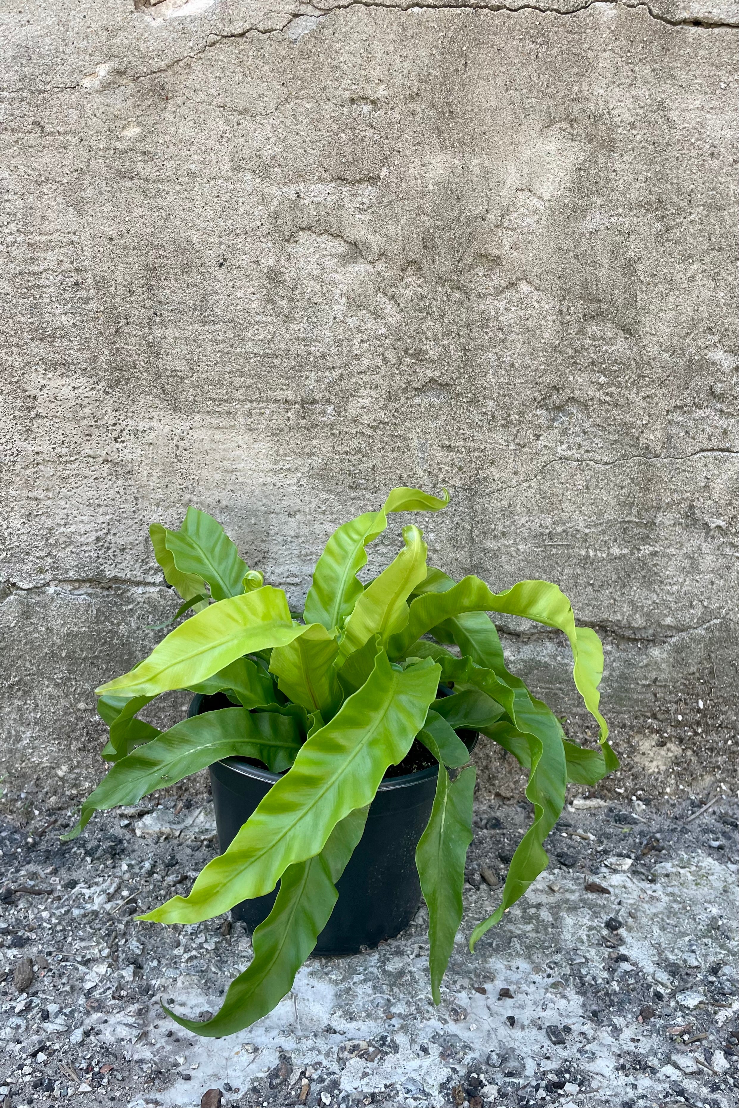 Asplenium Antiquum 'Hurricane' Fern - 6 Inch Indoor House Plant for Home Decor, Office, and Low Light Spaces - Perfect for Bathrooms, Living Rooms, and Gift Giving