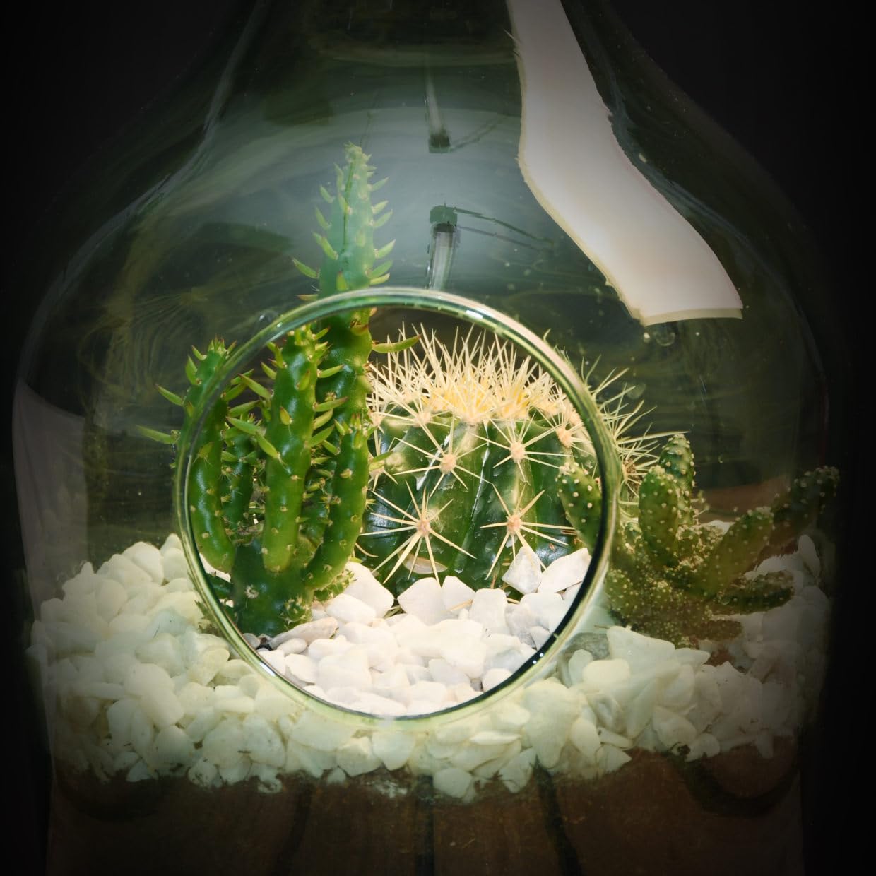 Eschert Design - 3 Liter DIY Glass Plant Terrarium Kit for Succulents, Air Plants & Home Decor | Perfect for Indoor Gardening, Office Desk & Gift Ideas