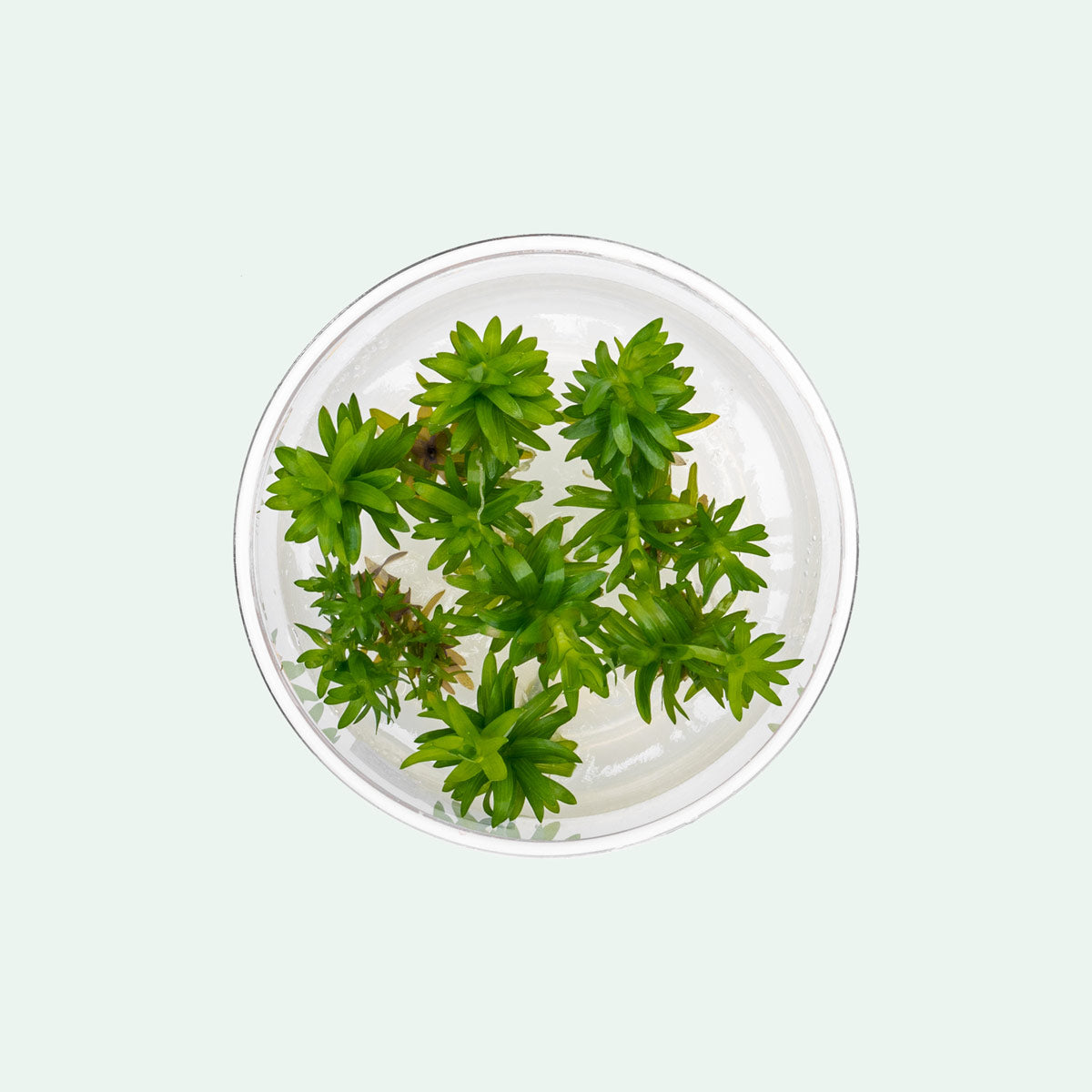Tonina Fluviatilis Aquatic Plant for Freshwater Aquariums - Perfect for Aquascaping and Fish Tank Decoration