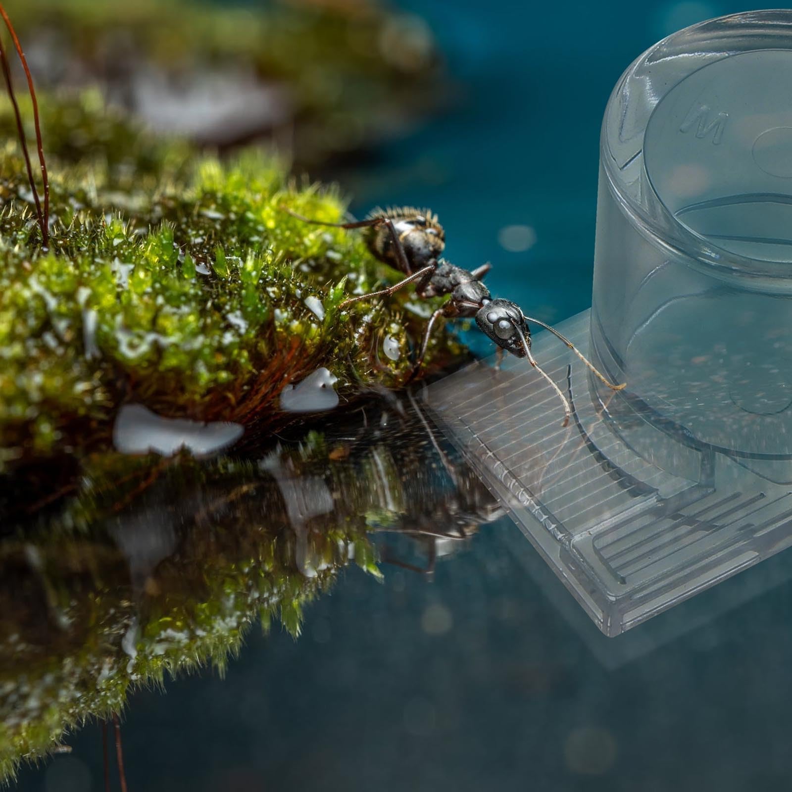 Mipcase Mini Liquid Feeder - Ant Farm Water Dispenser with Small Water Bowls | Pet Water Bottle for Feeding Ants | Perfect for Ant Colonies, Terrariums & Science Projects