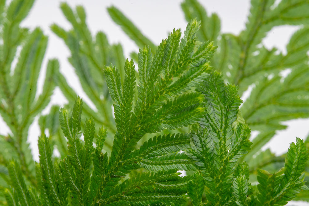 Selaginella Willdenowii - Blue Spikemoss Plant for Home & Garden Decor | Perfect for Terrariums, Fairy Gardens & Indoor Greenery
