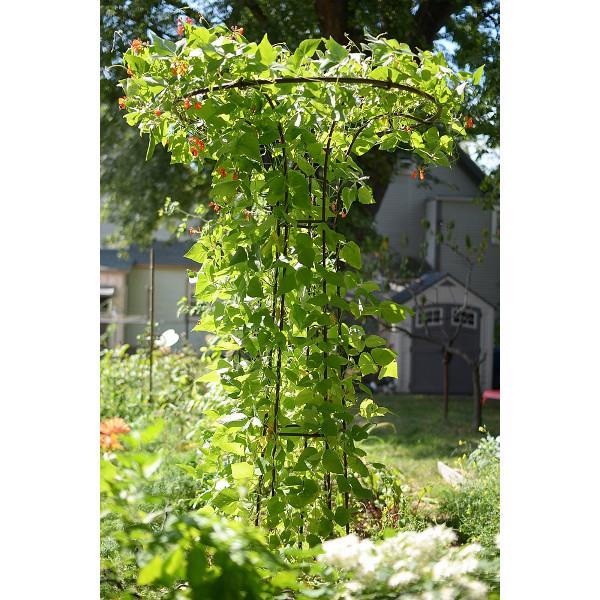 Organic Mushroom Trellis Kit for Home Gardening - Grow Oyster & Shiitake Mushrooms Easily | Perfect for Indoor/Outdoor Mushroom Cultivation, Backyard Farming & Sustainable Living