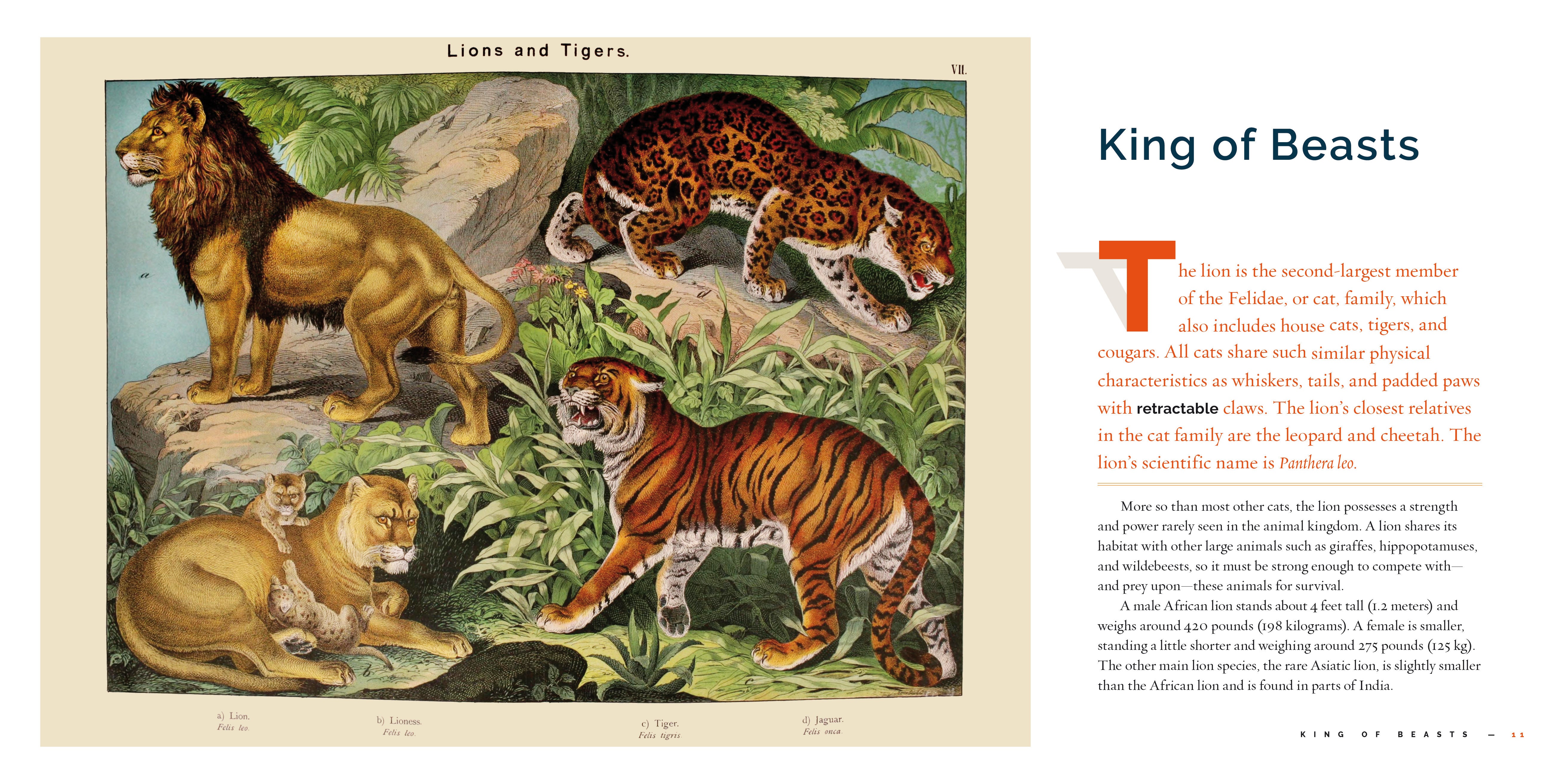 Lions: 9781640266049 - Wildlife Book for Kids & Adults | Perfect for Animal Lovers, School Projects & Nature Enthusiasts