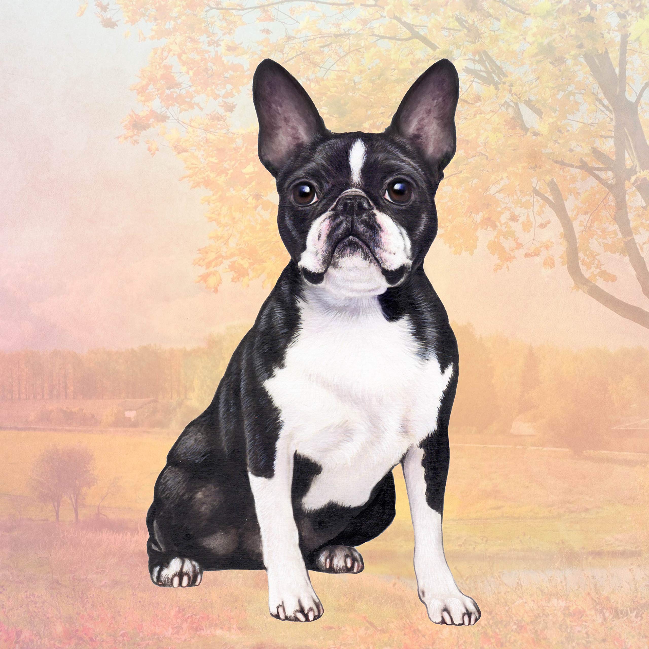 Boston Terrier Absorbent Stone Coaster Set of 4 - Cork Back Protects Furniture from Scratches & Water Rings - Perfect for Coffee Tables, Desks, and Home Decor